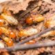 termites