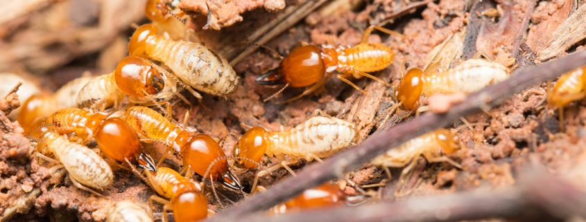 termites